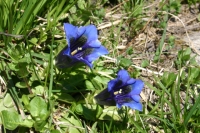 Click for large version